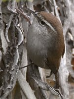 Wren3.jpg