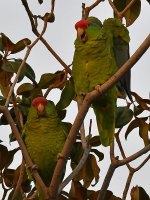 Parrot7.jpg