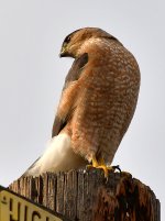 CoopersHawk3.jpg