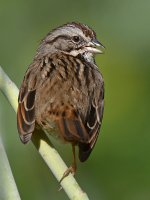 Sparrow3.jpg