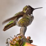 Hummer17.jpg