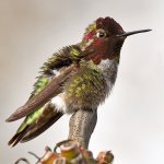 Hummer18.jpg