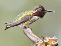 Hummer11.jpg