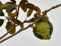Parrot11.jpg