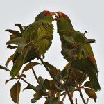 Parrot2.jpg