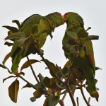Parrot3.jpg