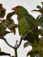 Parrot8.jpg