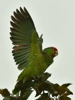Parrot.jpg
