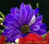 Blue and Red Flowers #1 12-15-2016.jpg