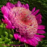 Pink and Green Flowers #2 12-15-2016.jpg