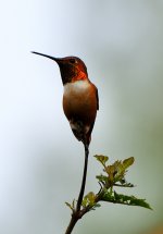 ROY_6909.JPG