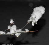 DSCN1558.jpg