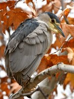 BlackHeron.jpg
