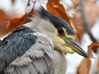 BlackHeron3.jpg