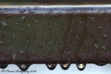 After the Hail Storm #2 12-16-2016.jpg