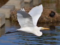 Egret3.jpg