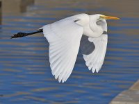 Egret.jpg