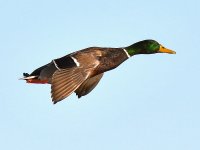 Mallard.jpg