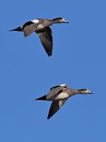 Teal6.jpg