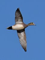 Teal3.jpg