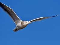 Gull.jpg