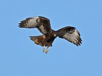 Hawk3.jpg