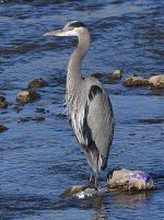BlueHeron3.jpg