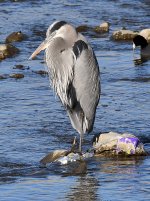 BlueHeron4.jpg