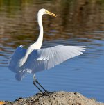 Egret5.jpg