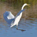 Egret7.jpg