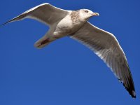 Gull2.jpg