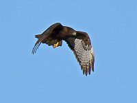 Hawk5.jpg