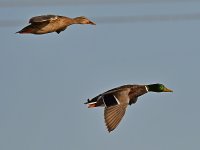 Mallard3.jpg