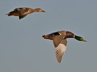 Mallard5.jpg