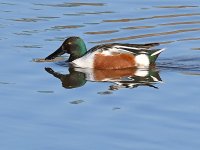 NorthernShoveler.jpg
