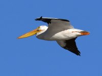 Pelican.jpg