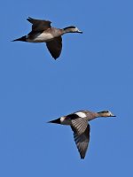 Teal7.jpg