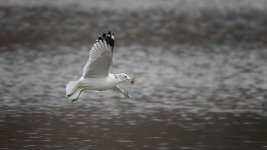 _DSC6209-Edit.jpg
