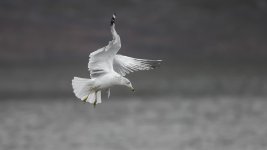 _DSC6205-Edit-3.jpg