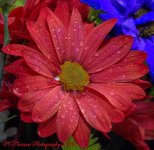 Red Daisy 12-17-2016.jpg