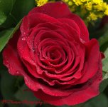 Red Rose 12-17-2016.jpg