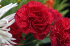 Red Carnation 12-17-2016.jpg