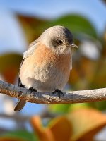 Bluebird2.jpg