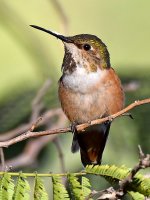 Hummer.jpg
