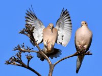 Dove.jpg