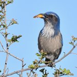 ScrubJay3.jpg