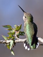 Hummer8.jpg