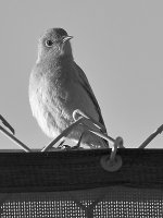 BluebirdBW.jpg