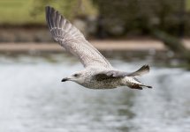 DSC_7196.jpg