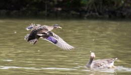 DSC_1011.jpg